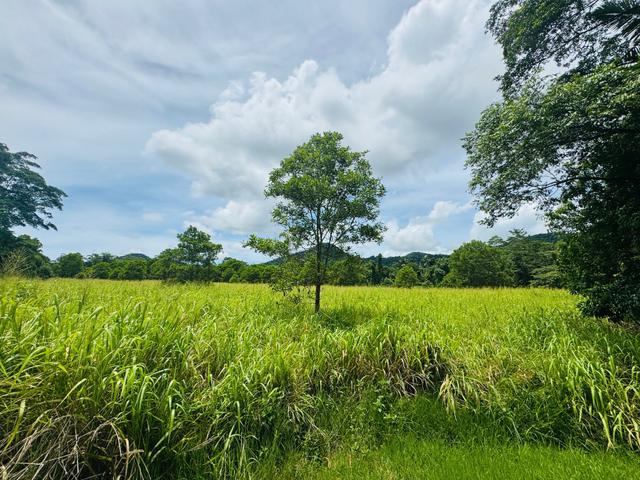 LOT 1 Jackson Rd, QLD 4855