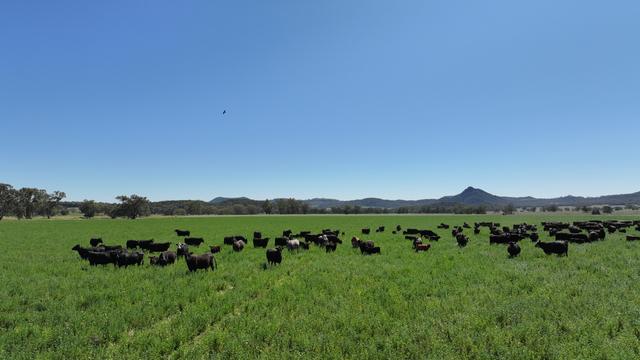 1428 Guinema Road, NSW 2357
