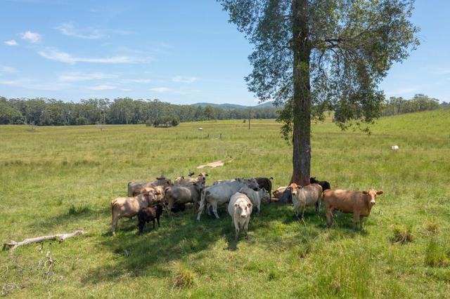 (no street name provided), NSW 2439