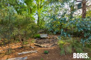 Backyard native sanctuary (2016-11-24)