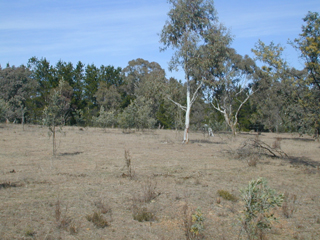 Back Paddock