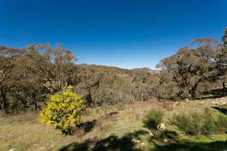 Bushland at rear (2014-09-03)