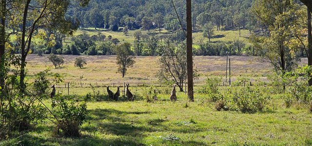 981 Old Dyraaba Road, NSW 2470