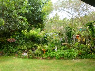 Backyard (2009-12-11)