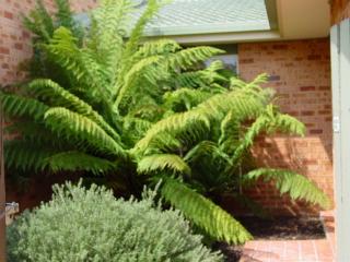 fernery to entrance