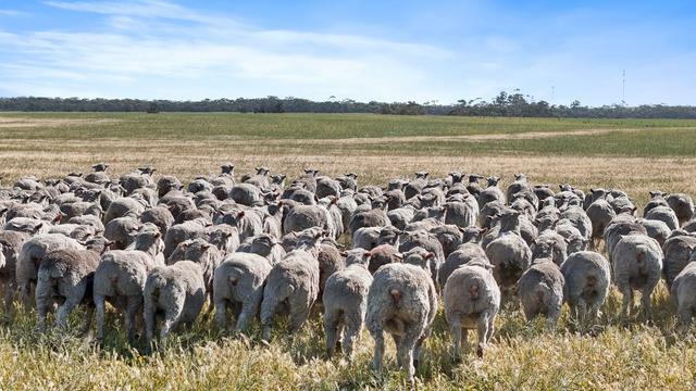 4910 Mallee Highway, SA 5301