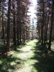 Pine forest