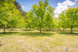 Productive Chestnut trees