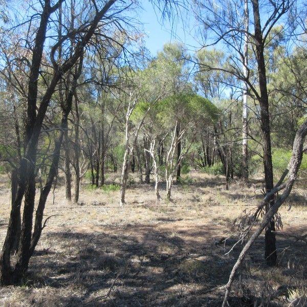 Lot 54 Goranba Lane, QLD 4421