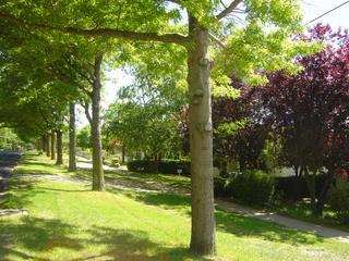 Tree-Lined Street