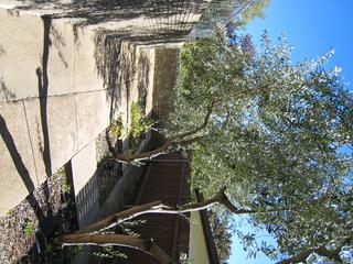 Olive Trees (2007-03-29)
