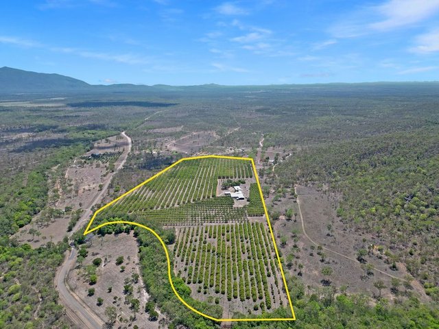 184 Dingo Park Road, QLD 4816