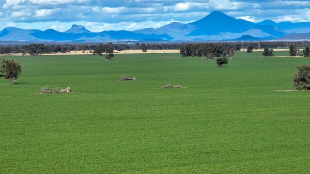 "Forest Vale", NSW 2398