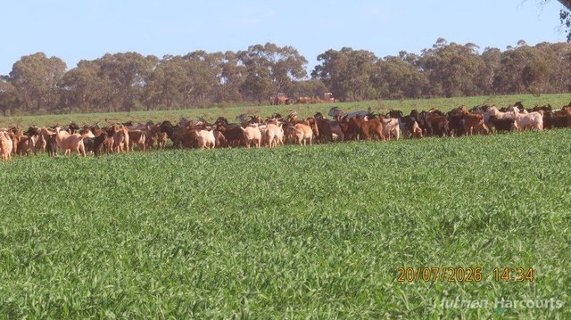 * Gilgunnia Station, 3240 Mulya Road, NSW 2835