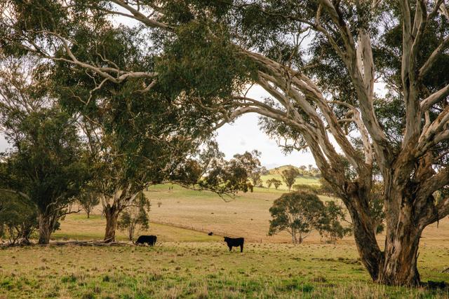 Lot 289 Garryowen Road, NSW 2584