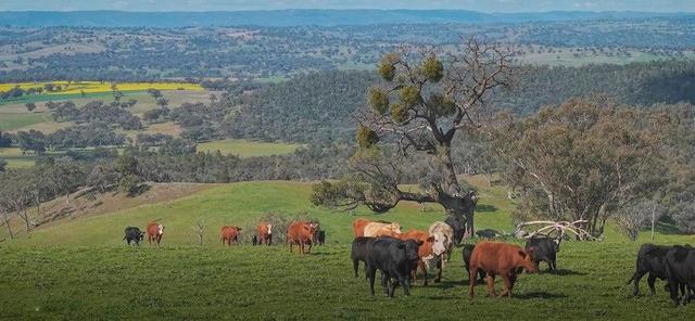 350 Ingles Road Neurea Via, NSW 2820