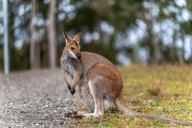 170 Dooralong Ridge Drive, NSW 2259