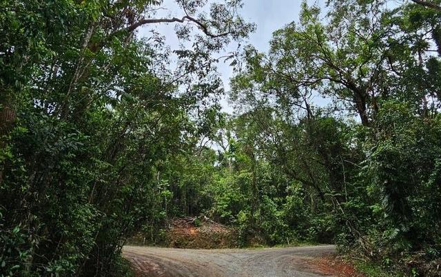 Lot 232 White Beech Road, Cow Bay, QLD 4873