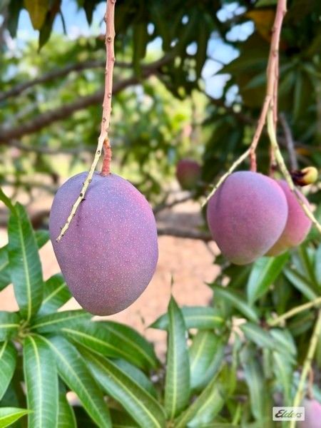 80 & 100 Russ Road, NT 0822