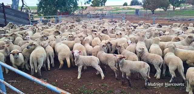 3136 Billericay Road, WA 6358