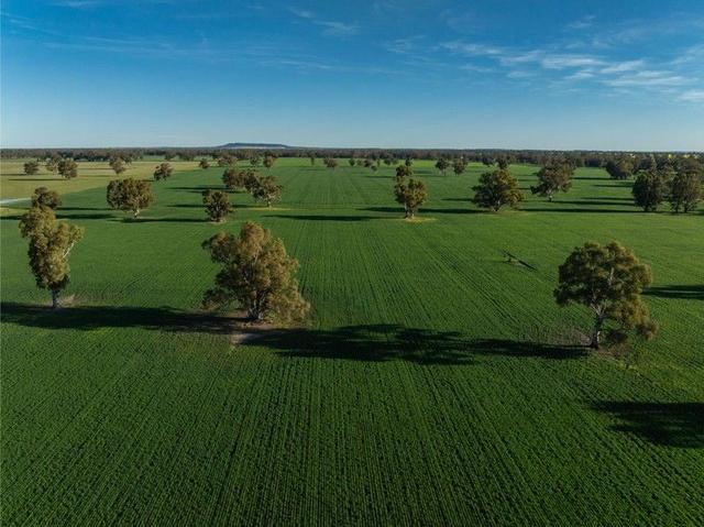 369 McKenzies Road, NSW 2650