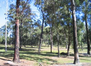 Land (2008-03-17)