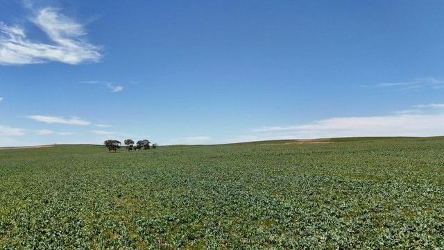 'Cummings' Cudmore Gap Road, SA 5491