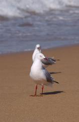 Beach Life