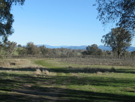 Vines & Brindabellas