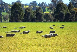 Ewes & lambs