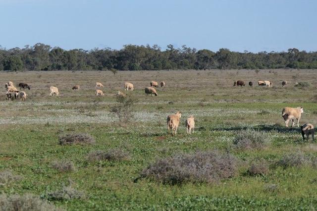 * Bahloo Station, 10049 Mitchell Highway West, NSW 2831