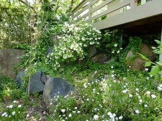 Garden near front deck