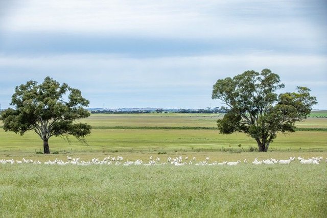 Corner Roy Lawries Road And Pedericks Road, SA 5271