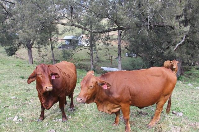 Lot 36 Demon Creek Road, NSW 2372