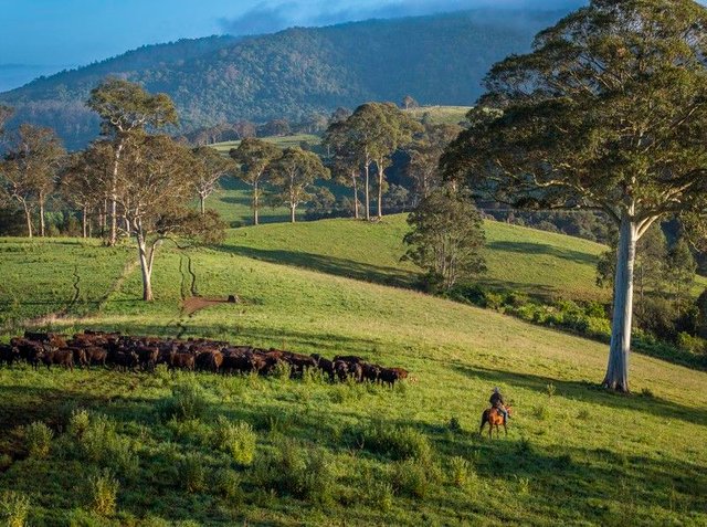 294 Coramba  Road, NSW 2453