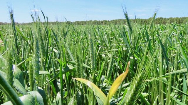 Lot 50 Flint Road, SA 5277