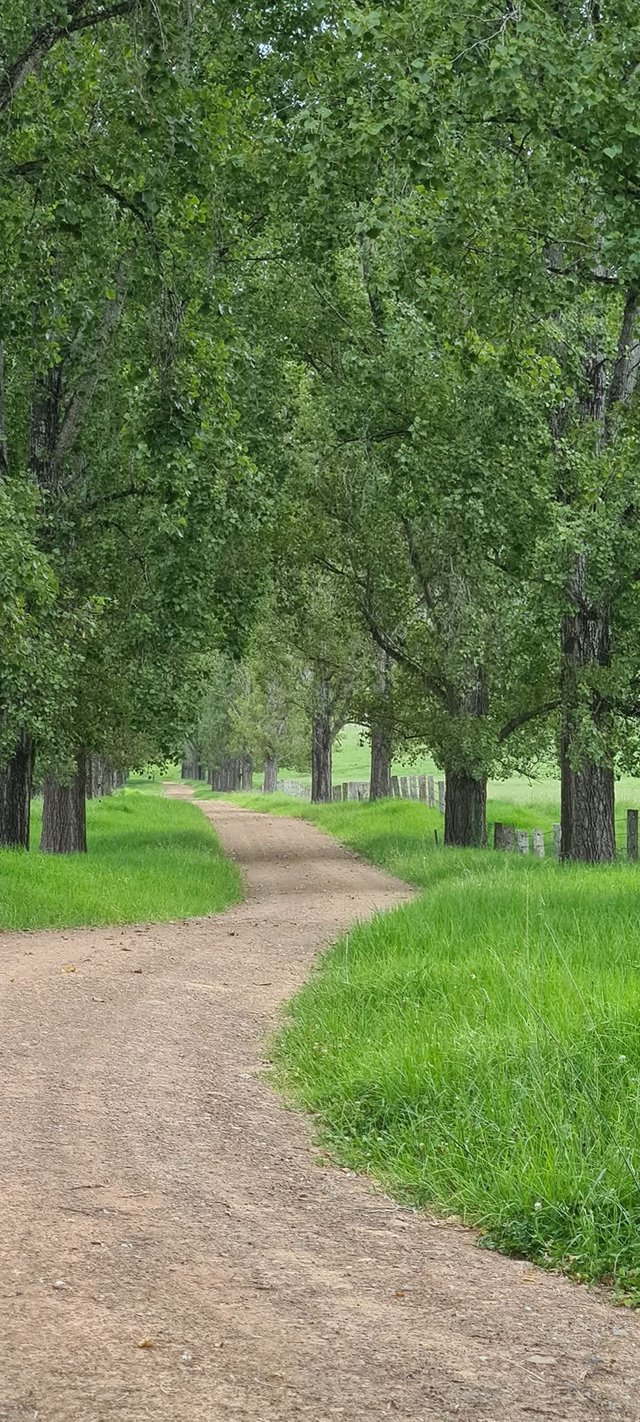 1301 Chichester Dam Road Bandon Grove Via, NSW 2420