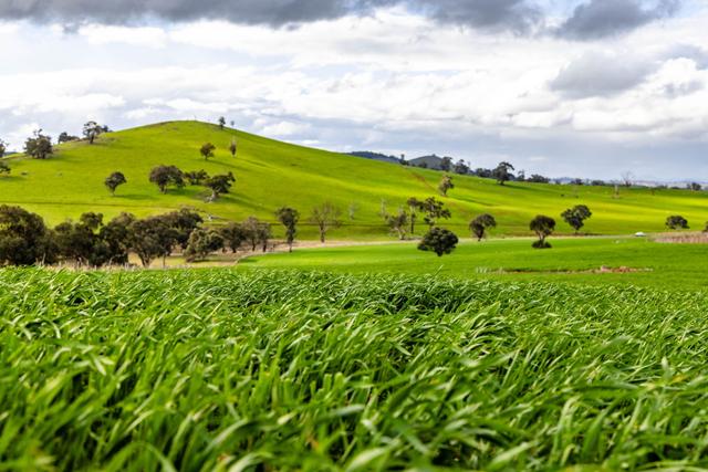 'Darmody's', 969 Brial Rd, NSW 2586