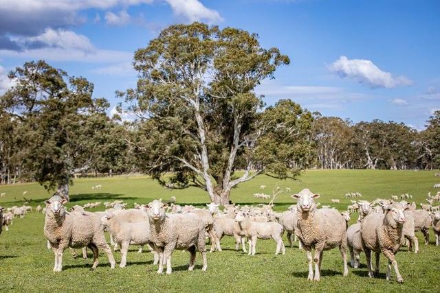 219 Ockley Rd, SA 5277