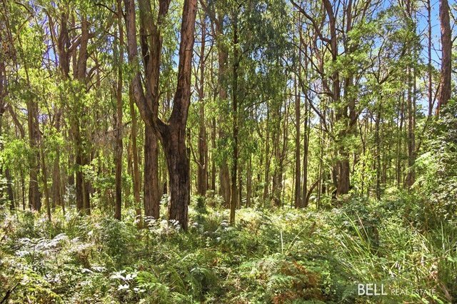 1195 Little Yarra Road, VIC 3797