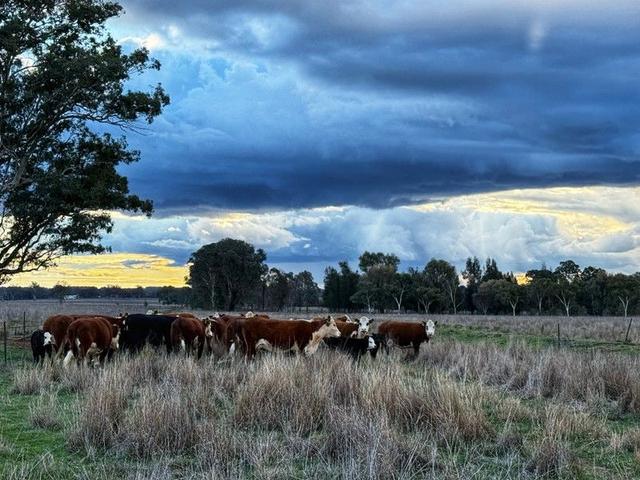 "Wendouree" 2643 Back Trundle Road, NSW 2870