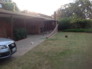 Front yard