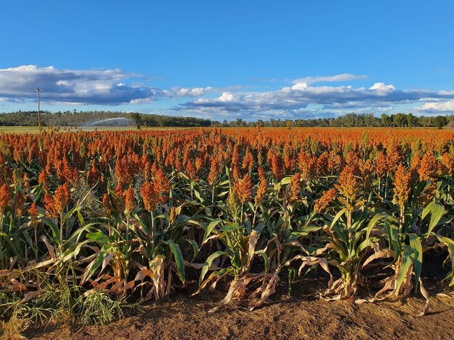 206 Mondure Crossing Road, QLD 4615