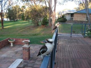 View towards lake with kookaburra