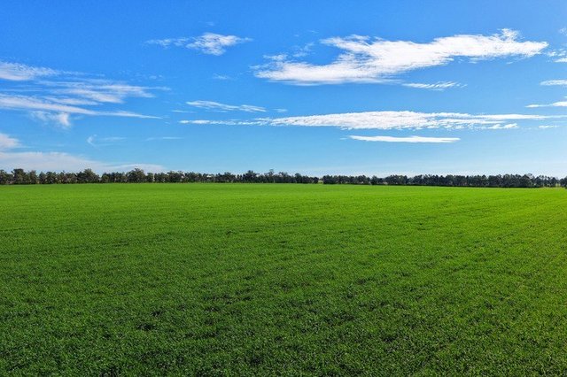 "Wendouree" 2643 Back Trundle Road, NSW 2870