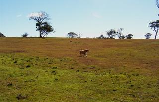 Grassy Valley View