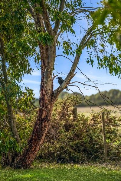 36 Pienza Way, VIC 3224