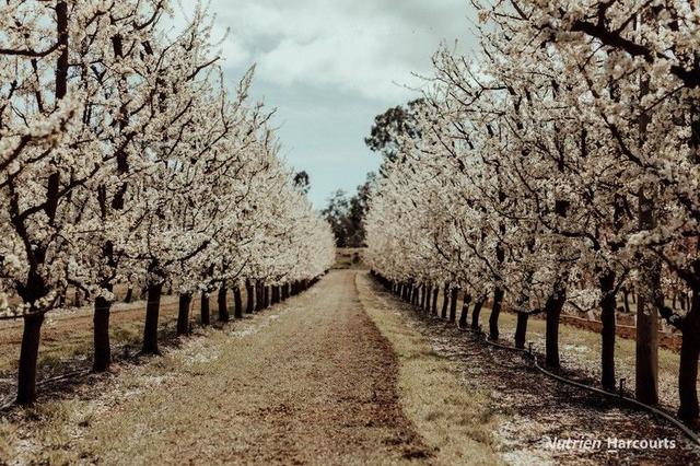 176 Chevin Road, WA 6111