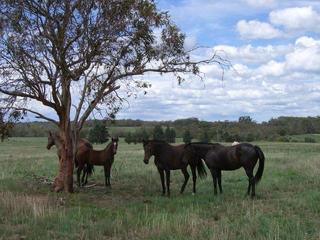 Horses In Front Paddock