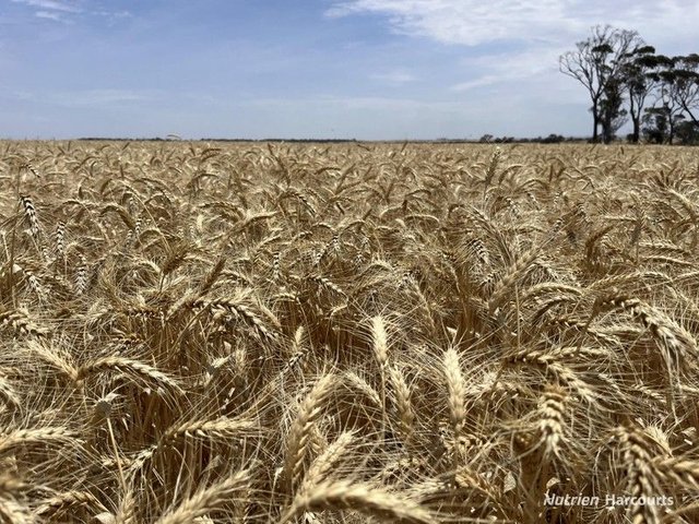 . 'Wilson Downs', WA 6407